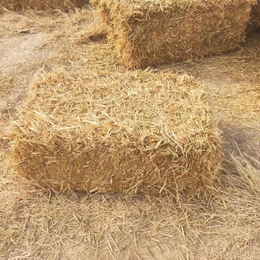 滦南县稻草 常年出售，保质保量，安全水份