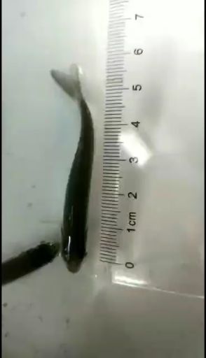鲮鱼鱼苗  长年供应，赤眼鱼，土鲮鱼，黄眼鲮鱼，麦鲮鱼场地直销，快大好养