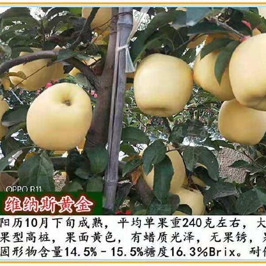 泰安维纳斯黄金苹果苗  苹果品种黄果的典型代表！