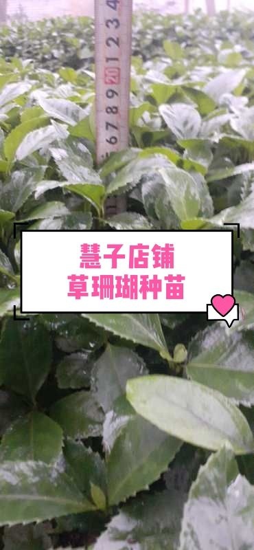 成都草珊瑚种苗 基地供应 优质草珊瑚种苗 量大从优