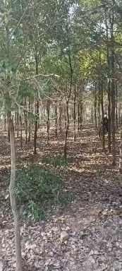 常宁市 5至10公分光杆全冠香樟，