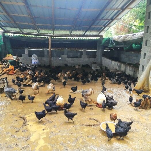 六盘水散养土鸡及土鸡蛋