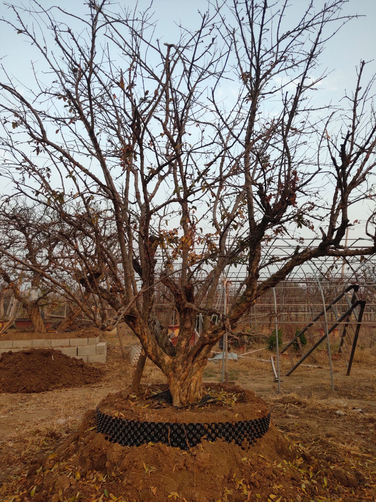 造型石榴树 出售古石榴树