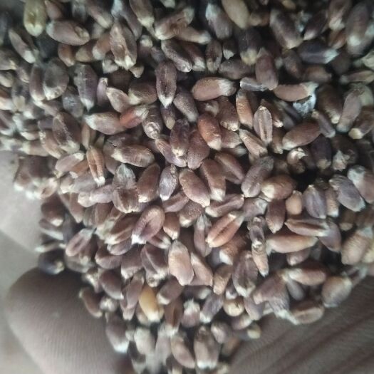 济宁黑麦  黑小麦  手慢无