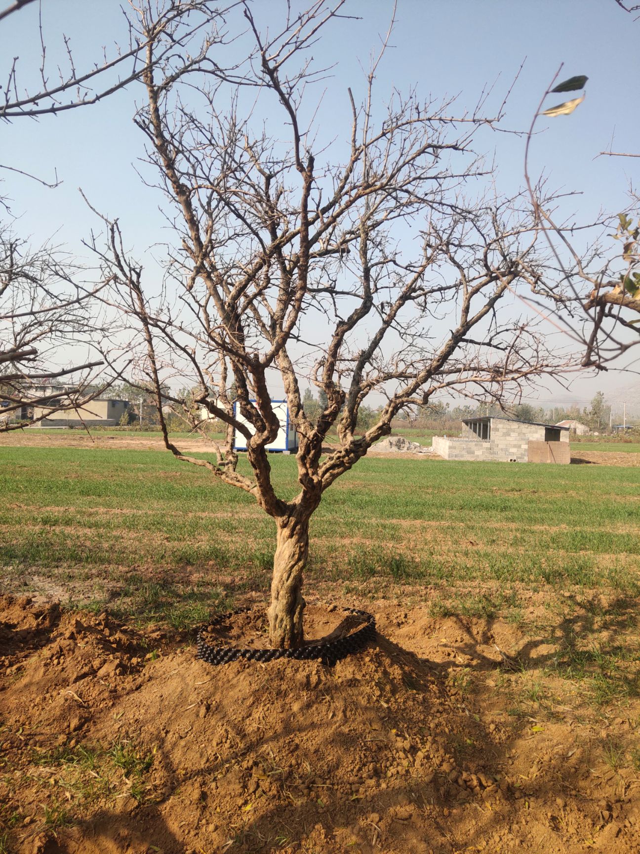 造型石榴树 出售古石榴树