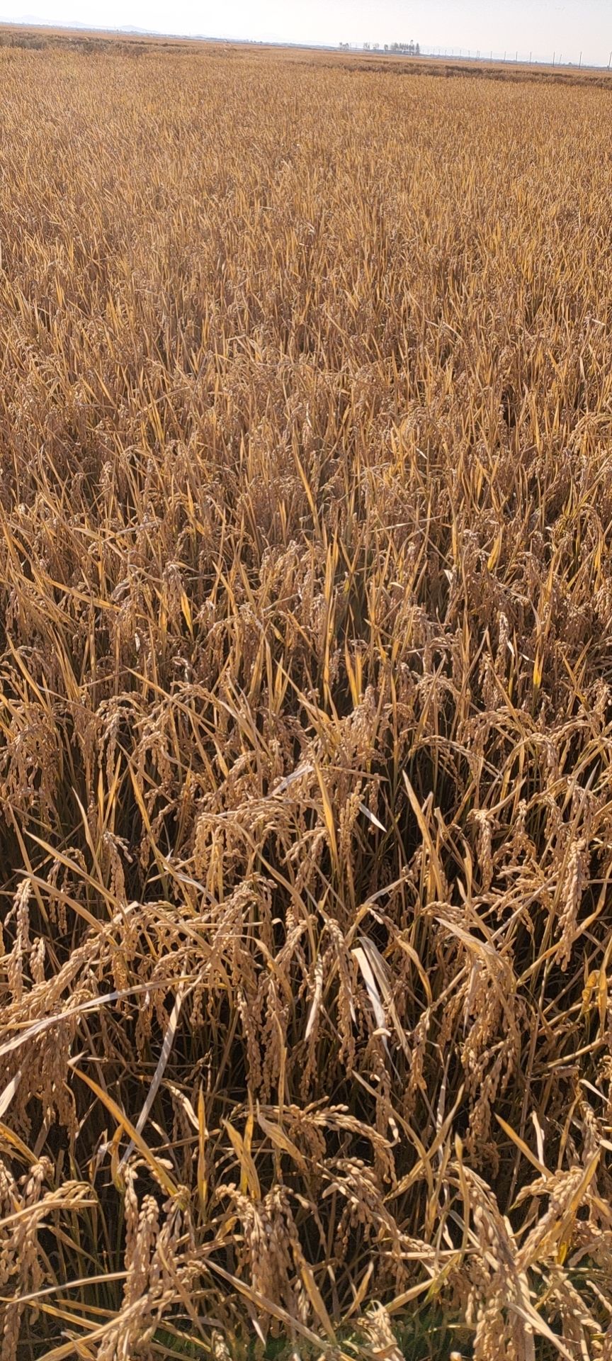 糯稻谷 龙粳57(114058)