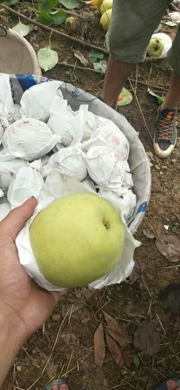 汉源县汉源金花梨，一手货源