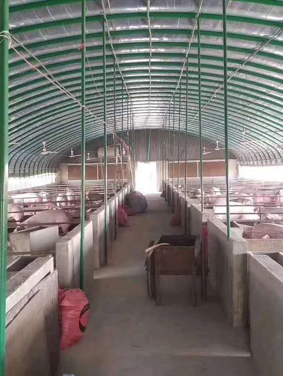 养殖大棚  钢管大棚 养殖鸡鸭鹅猪牛羊大棚 包塑管大棚，椭圆