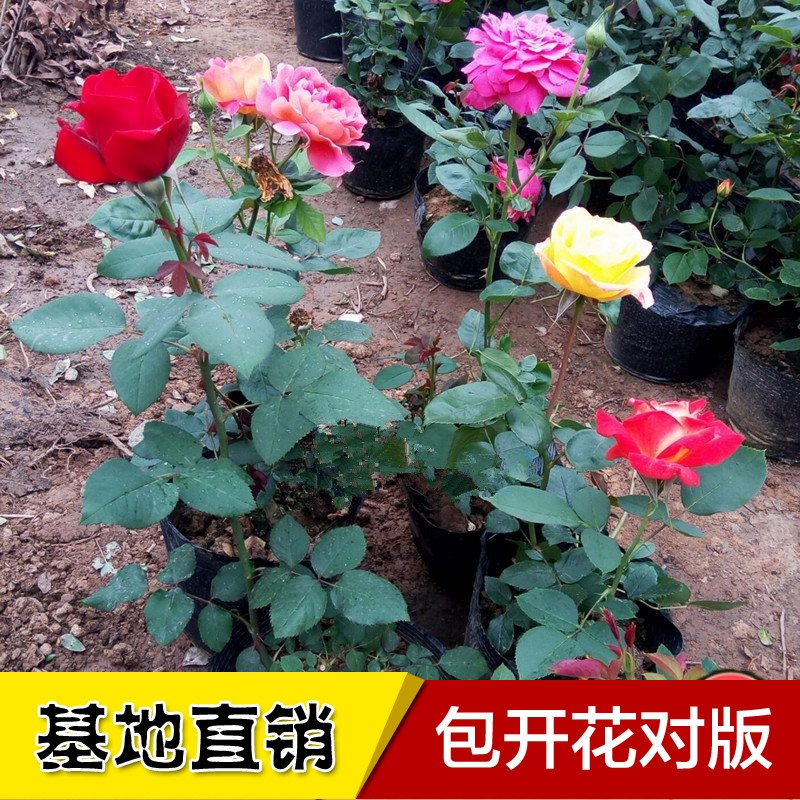 大马士革3号玫瑰