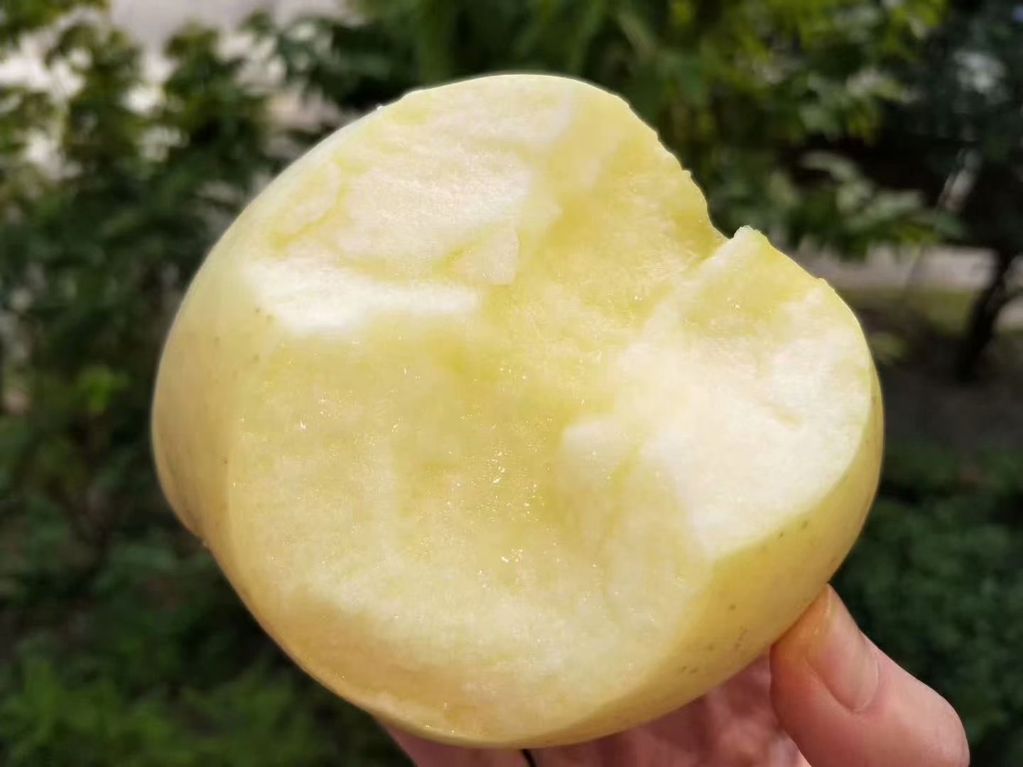  烟台奶油富士  皮薄多汁