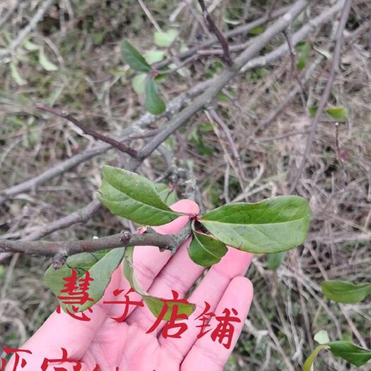 成都2020新品种 正宗皱皮木瓜苗 产地直发 基地供应