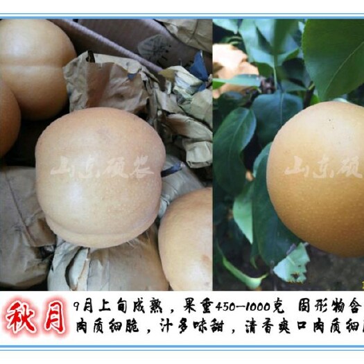 泰安秋月梨树苗  黄皮白肉！口感醇甜！