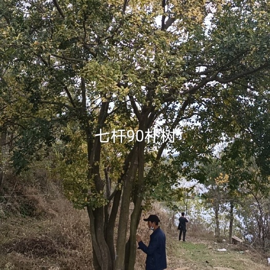 随州丛生朴树 
