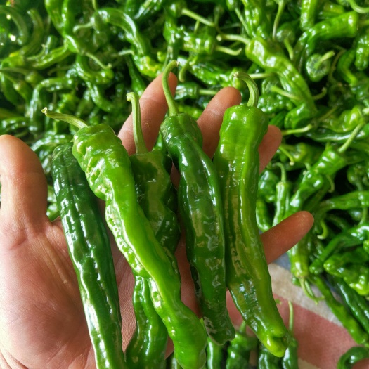 费县皱皮椒  精品小皱皮，口感香辣