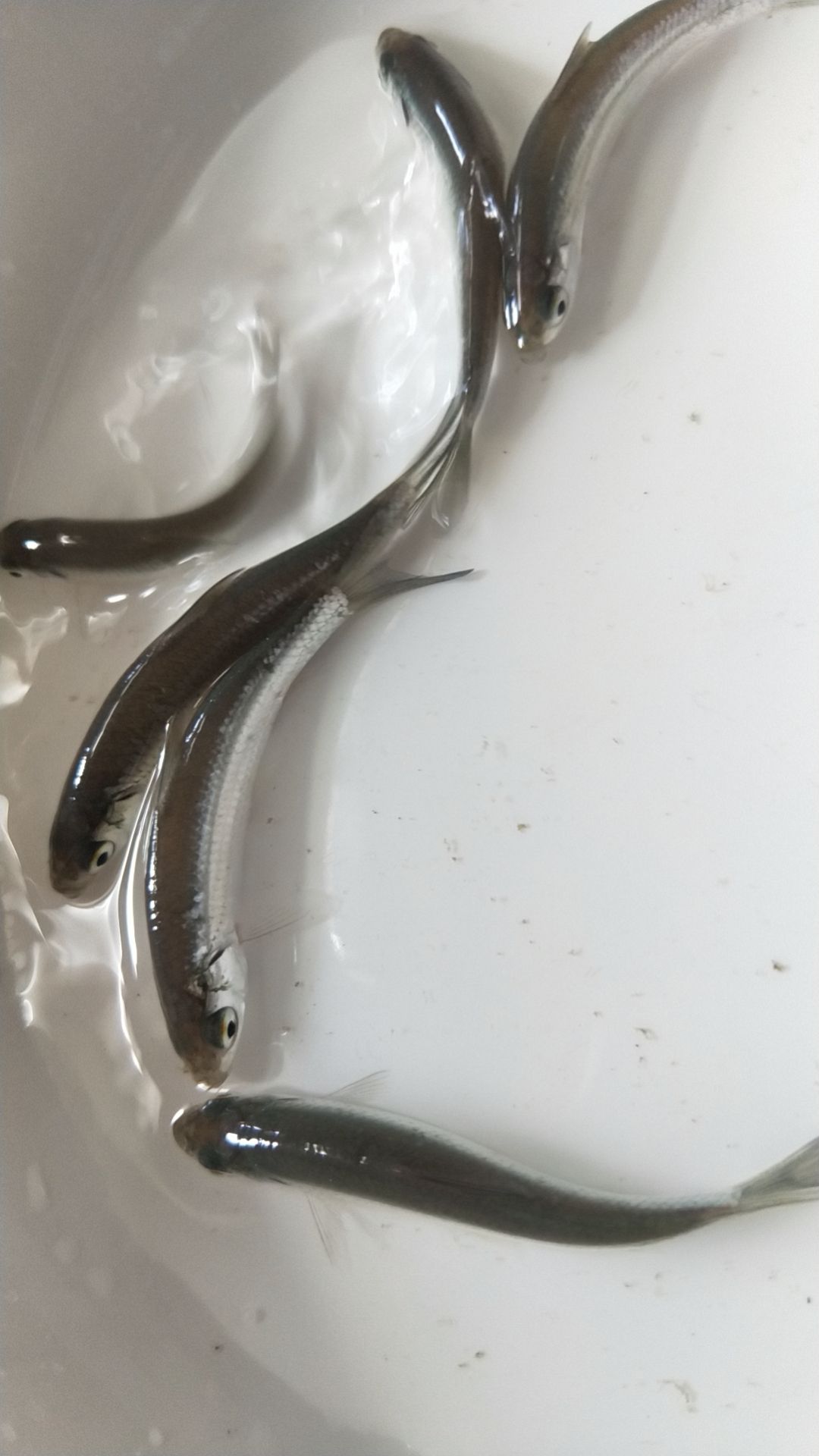 长年供应,赤眼鱼,土鲮鱼,黄眼鲮鱼,麦鲮鱼场地直销,快大好养价格0