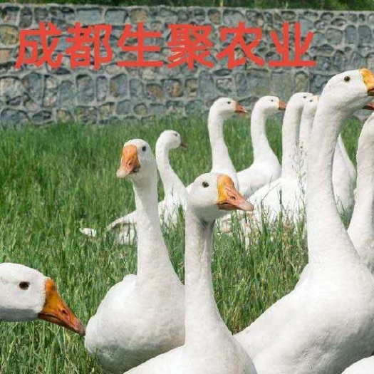 大邑县大三花鹅苗  养鹅投资少，周期短，见效快……