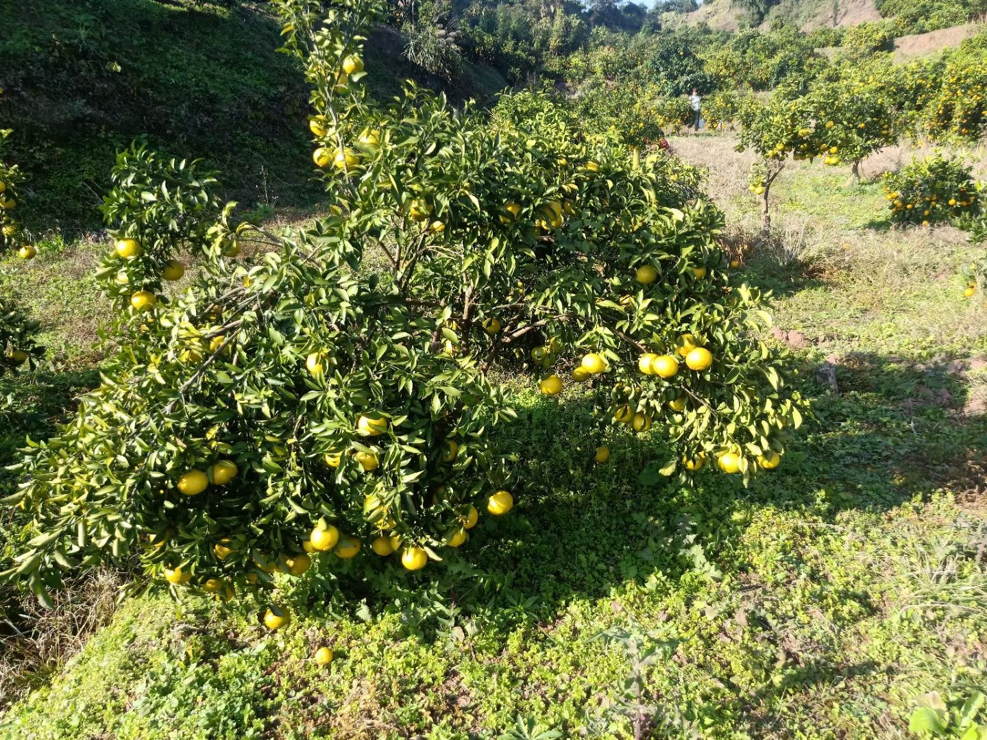 湖南郴州资兴市黄金橙产地最新行情趋势 产地价格数据 惠农网