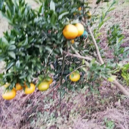 重庆市耙耙柑  重庆市梁平文化粑粑柑，味美微酸甜口感么么哒！小果，中果，大果