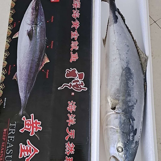 滨州黄金鲅鱼，每一条都是鲜活速冻的！非常新鲜，质量有保证