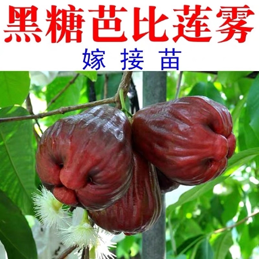 灵山县黑糖芭比莲雾苗  黑糖巴比莲雾正品嫁接苗带叶子发货