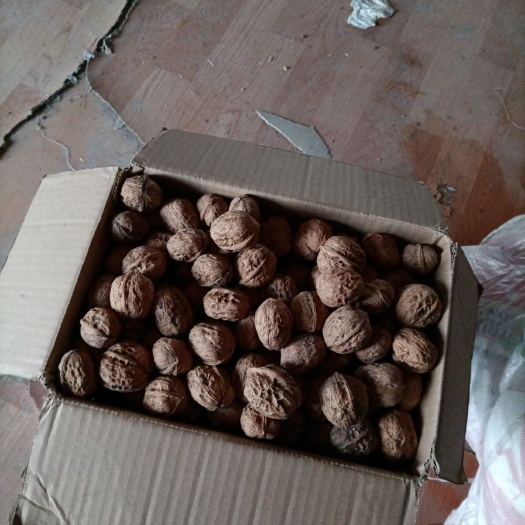 西昌市薄皮核桃 产地直供，吃过都回头，想试试的找我
