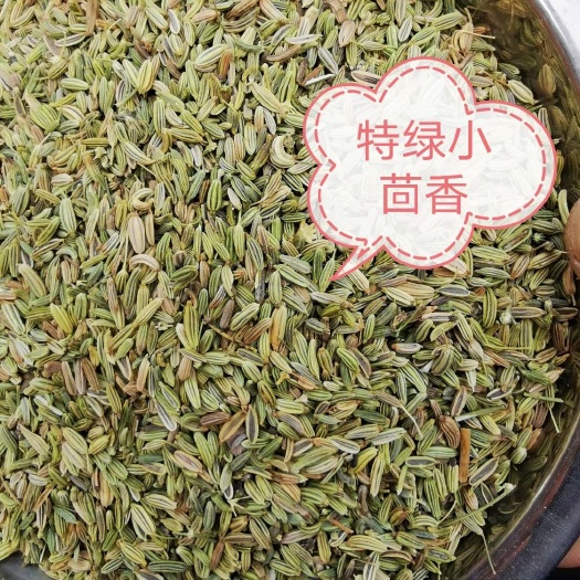 玉林甘肃特绿小茴香