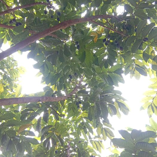 梧州黑橄榄苗 长期供应工艺榄苗