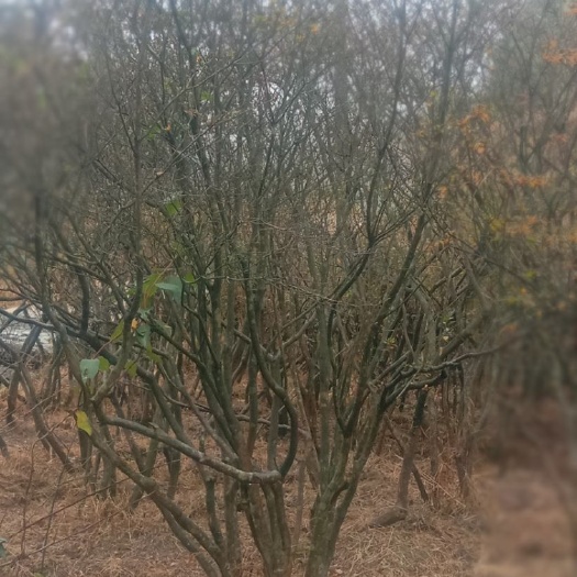 隆回县 精品全冠国旗映山红，熟货，可带标准土球，花色纯正