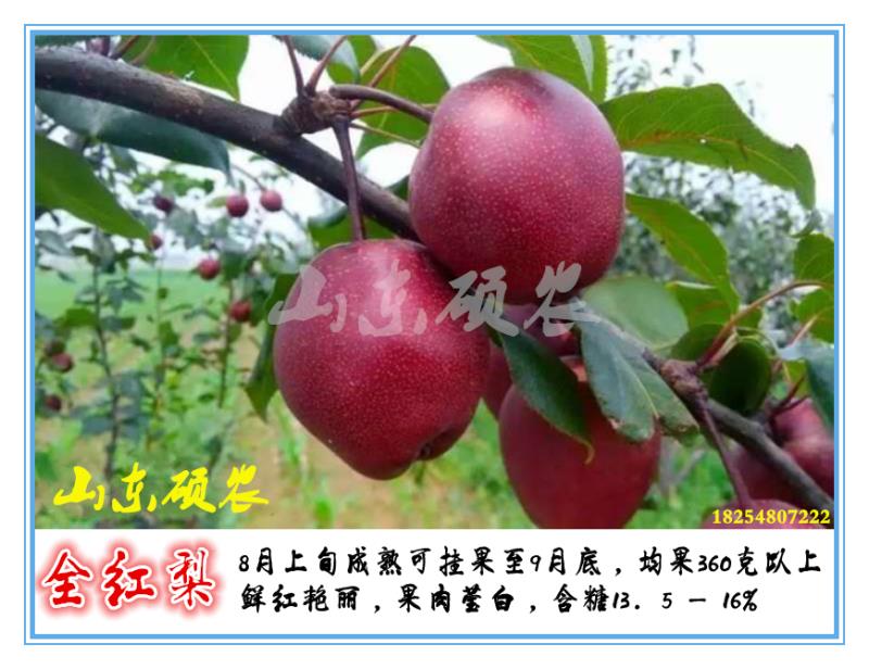 全红梨树苗  果面全红！红皮白肉！口感脆甜！