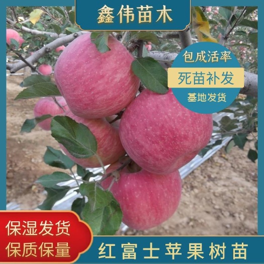 平邑县红富士苹果苗  苹果树苗 红富士苹果树苗