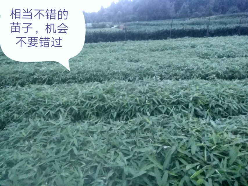 楠竹苗  楠竹旡纺杯苗，苗子健壮，根系发迖，自产自销，价格多