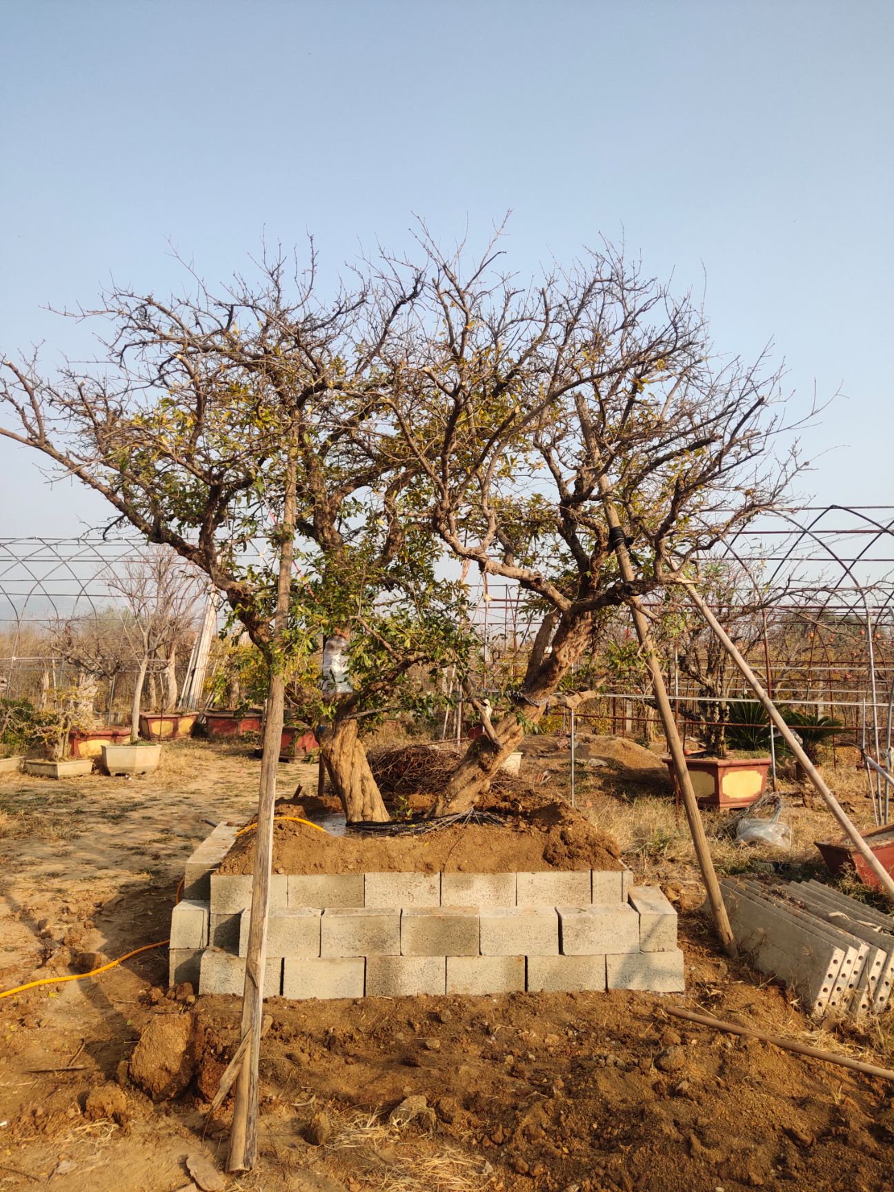 造型石榴树 出售古石榴树