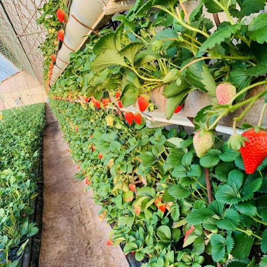 东港市 具体价格随行就市，自己家的家庭农场，自己家的草莓供应点，
