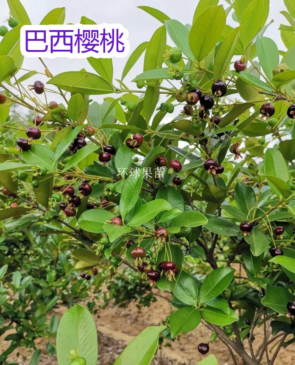 巴西樱桃苗 黑玫瑰樱桃苗 樱桃果树苗 南北方庭院阳台种植果树