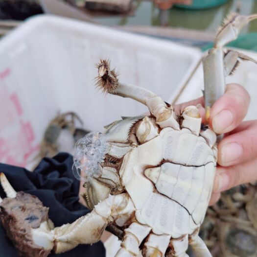 南京高淳大闸蟹  大残蟹