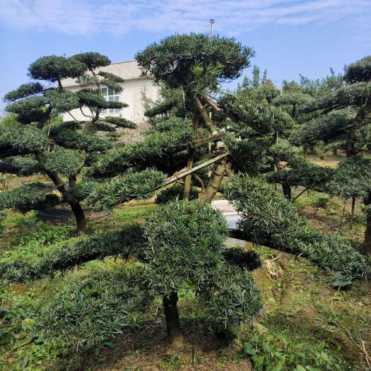 长沙县造型罗汉松 