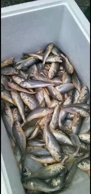 宁波小黄鱼  小梅鱼，码头直供鲜度很好，一斤15条左右，食堂用非常好