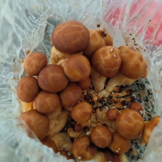 洛浦县草菇菌种 各种食用菌菌种，菌棒，菌包等