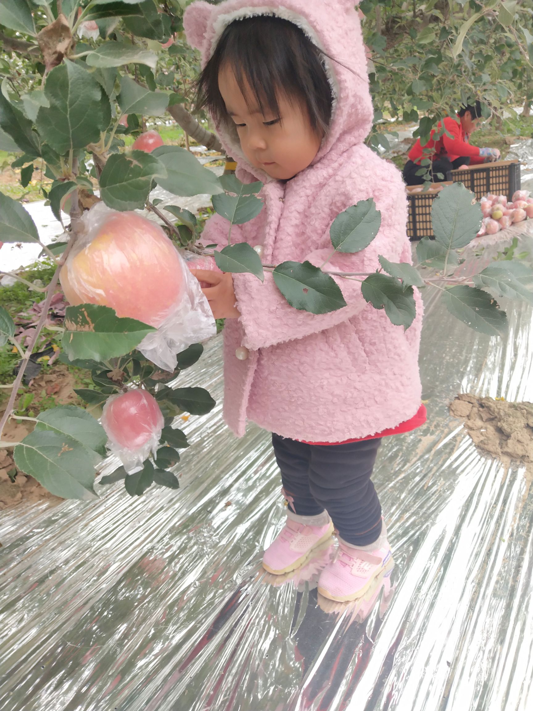 山西运城临猗苹果，一件代发，不打蜡，新鲜水果