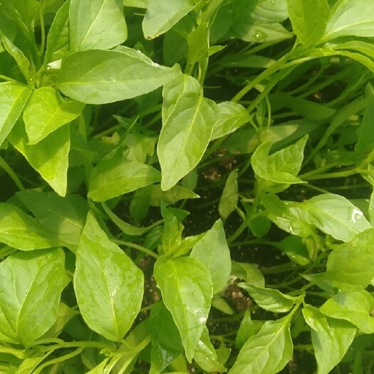 株洲辣椒苗 大坝种苗