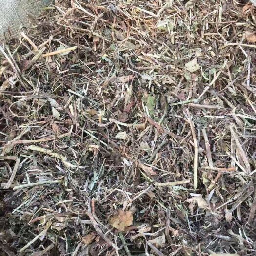 叶县河南供应春秋两季花生秧
