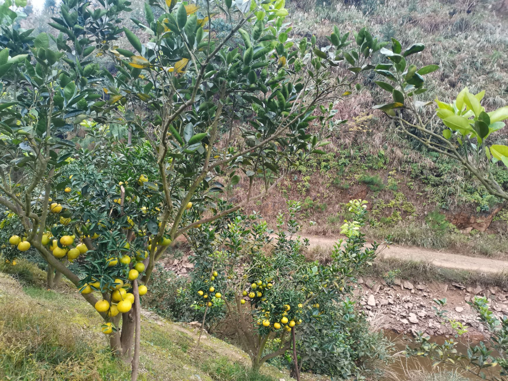 2021黄金贡柚新鲜批发零售自家种植