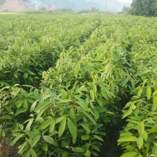 岑溪市大肉桂苗，桂苗，玉桂二年苗