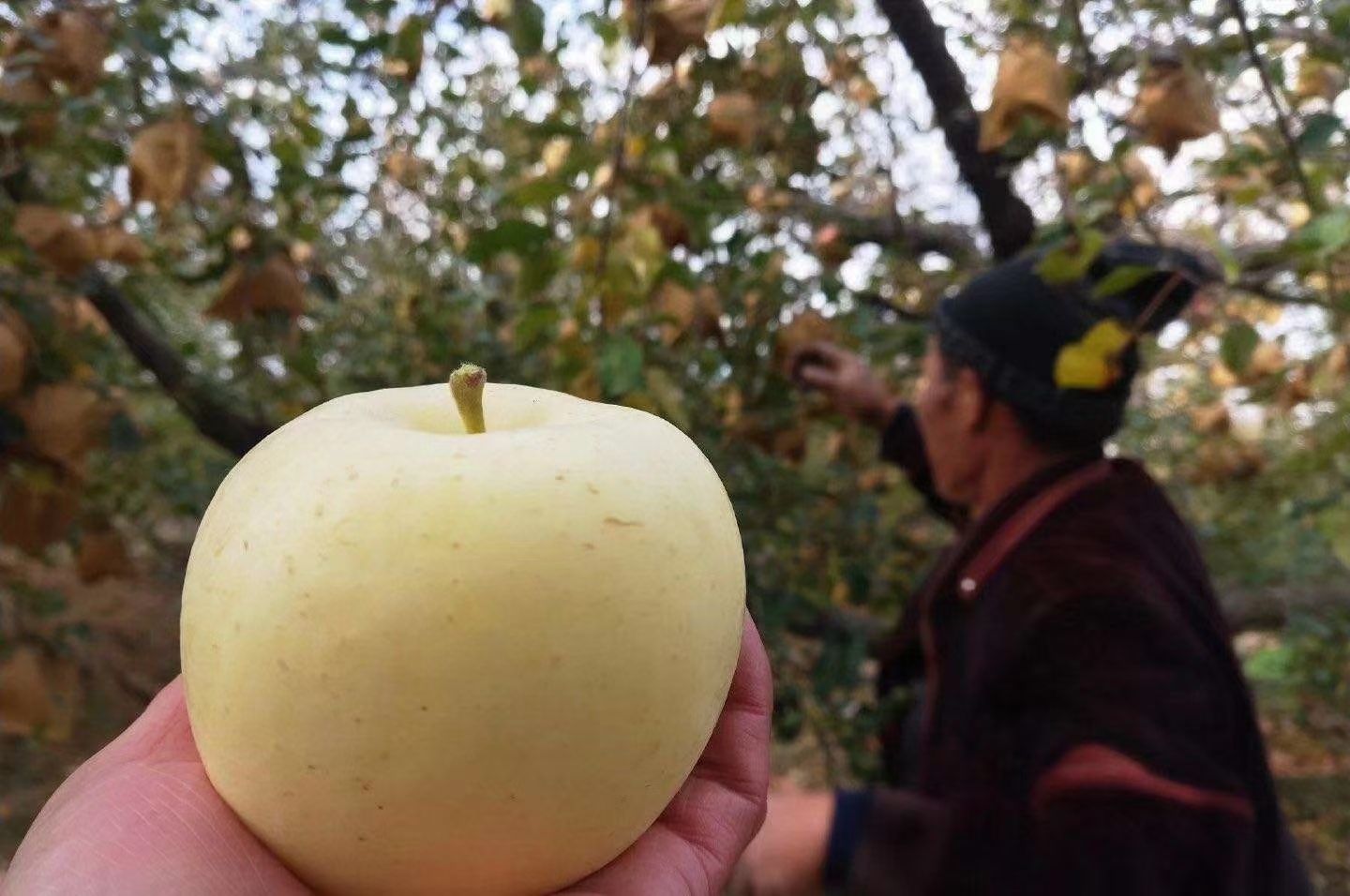  烟台奶油富士  皮薄多汁