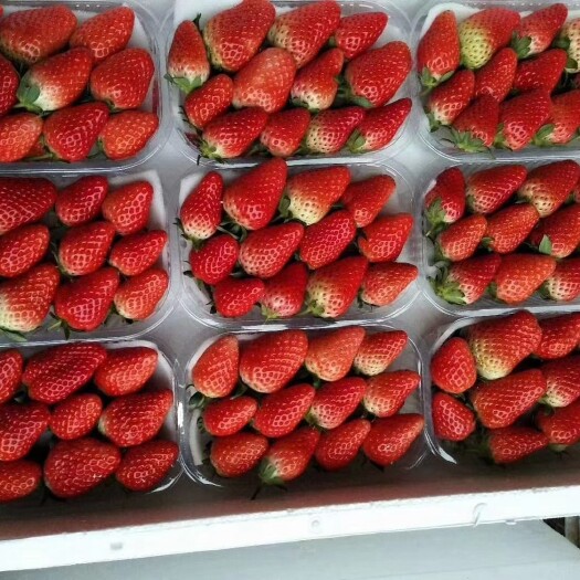 妙香草莓 20克以上 