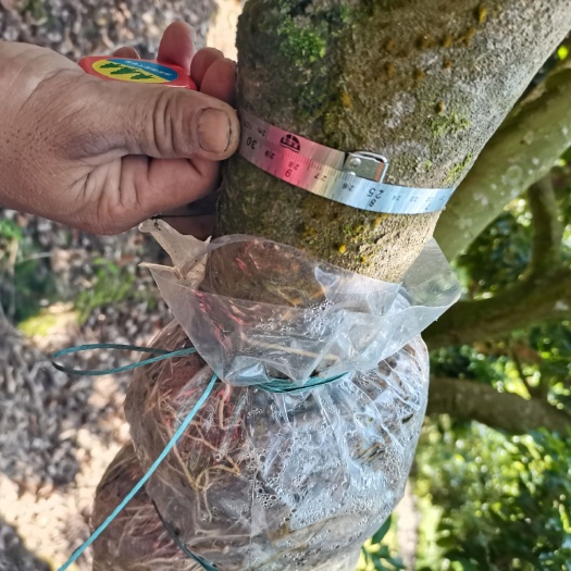 德庆县桂味荔枝苗  桂味荔枝高压精粗苗 8-30公分粗