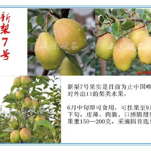泰安新梨七号苗  果实品质国际水果市场认可