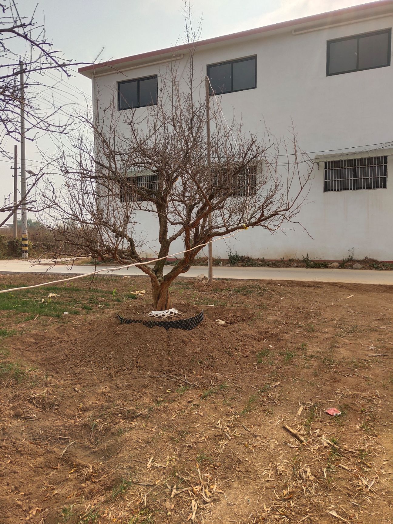 造型石榴树 出售古石榴树