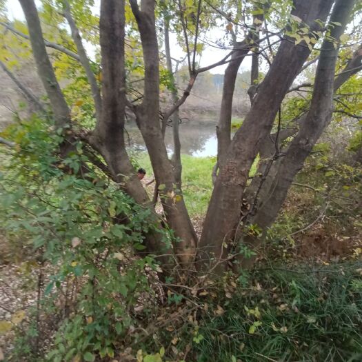 随州丛生朴树 