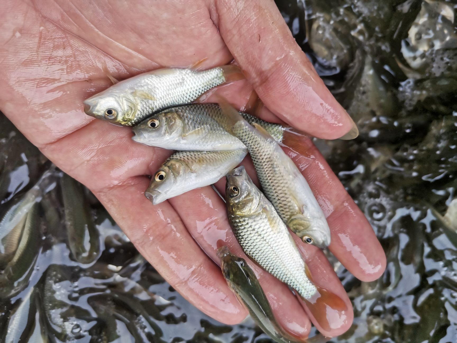 苗场供应良种杂交快大建鲤鱼，鲤鱼苗家族鱼苗经验丰富技术跟综。